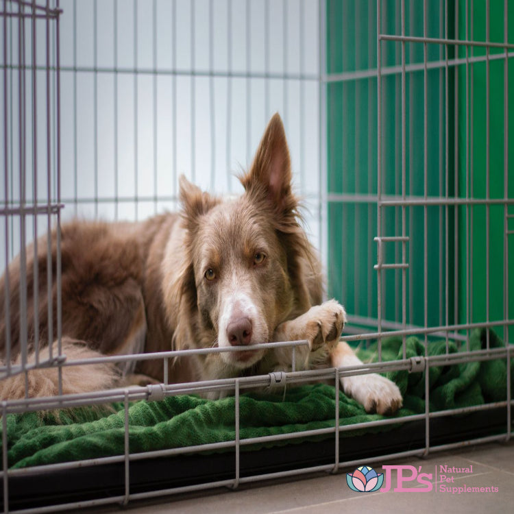 Dog Separation Anxiety Tips: Early Training, Crate & Place Exercises