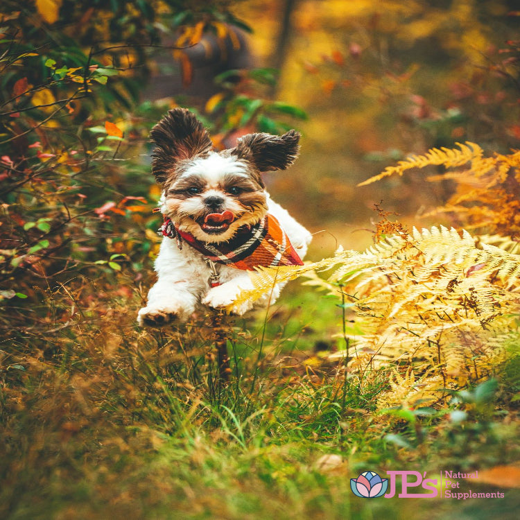 Everything You Need to Know About Joint Supplements for Pets