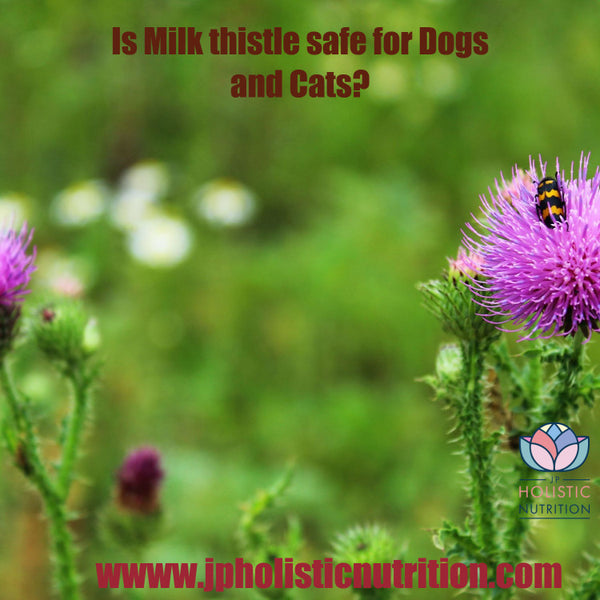 Is Milk thistle safe for Dogs and Cats? JP's Natural Pet Supplements