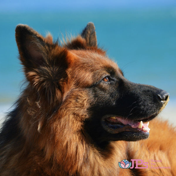 Best Natural Supplements for Dog Panosteitis Pain Relief Treatment JP s Natural Pet Supplements