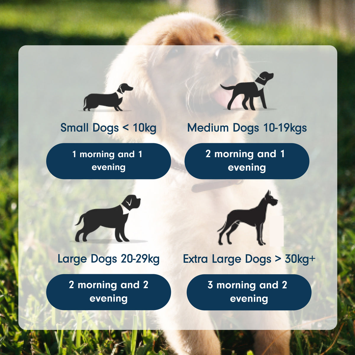 Natural Liver Supplement with Milk Thistle for Dogs & Cats