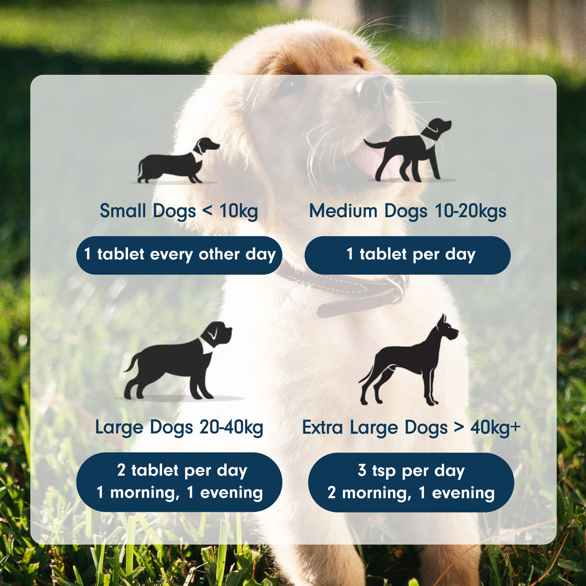 Brain Supplement for Dogs and Cats Cognitive Decline