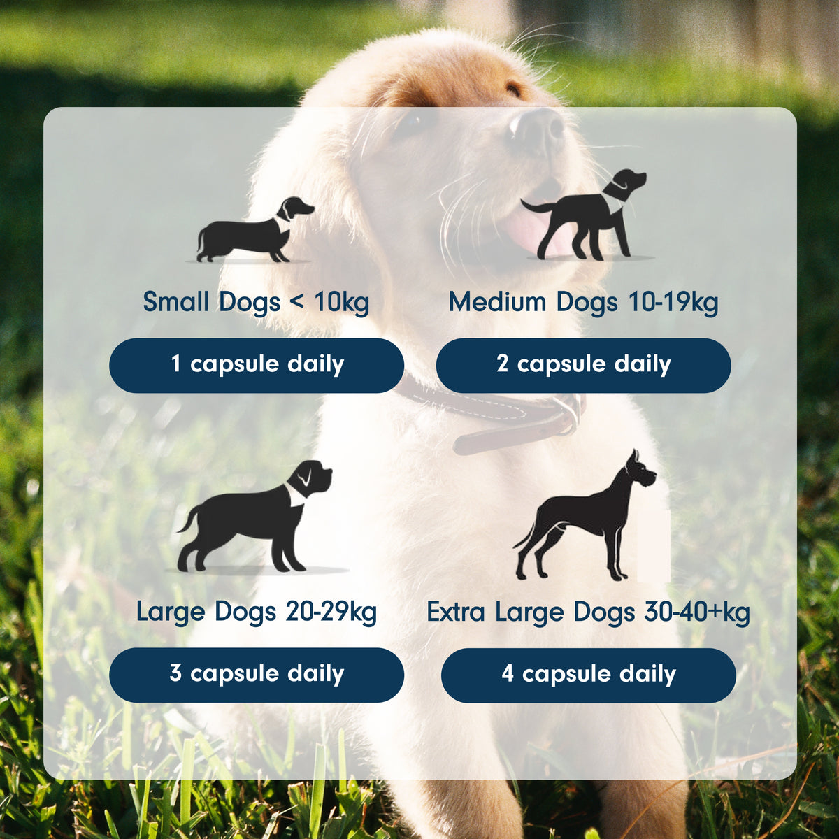 Natural Calming Supplement for Cats & Dogs