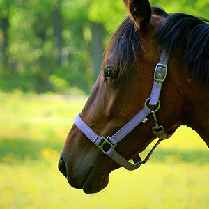 Natural supplements for horses.  From fillies to mares, colts to stallions our Horse's range of holistic nutritional supplements will ensure your horses stay strong and healthy. 