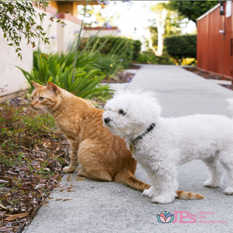 Adding Natural Pet Supplements: Benefits and Tips