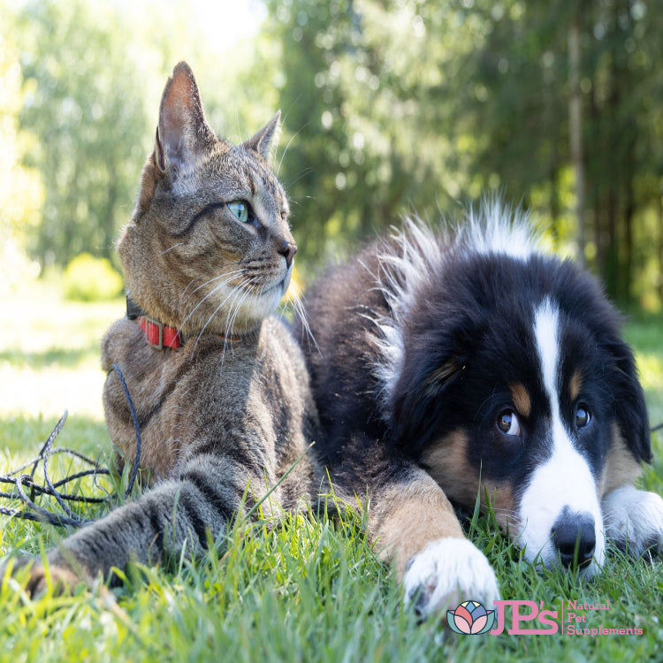 Affordable Pet Supplements vs Veterinary Consultations & Medications