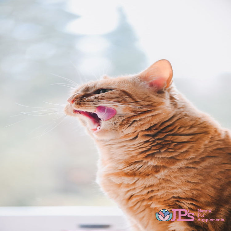 Best L-Lysine Supplements for Cats: Benefits & Uses