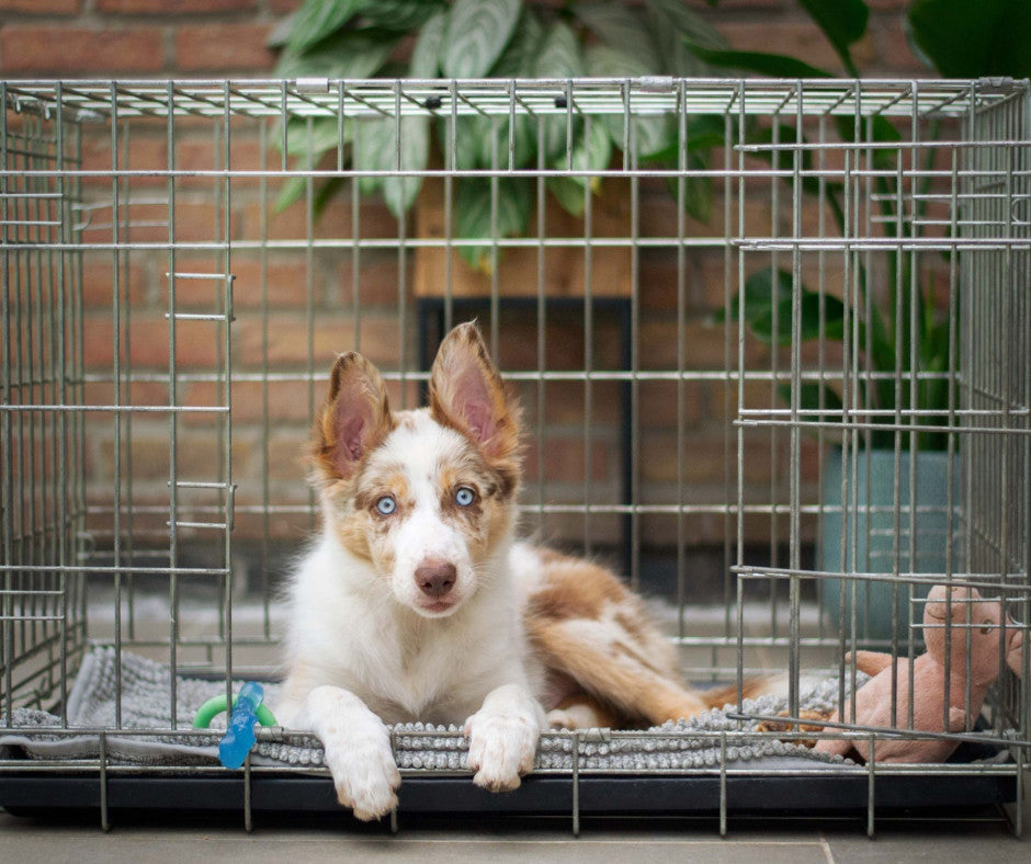 Crate training dogs, pros and cons