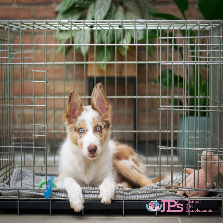 How To Crate Train A Dog From A Shelter? Easy Steps for Success