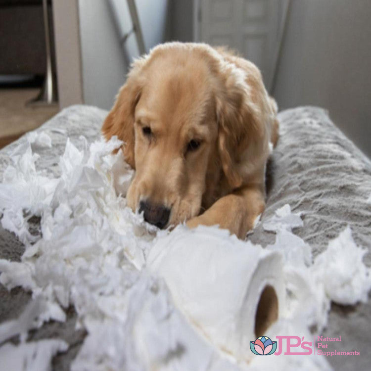 Dog Adolescent Behavioural Stages Guide & Changes