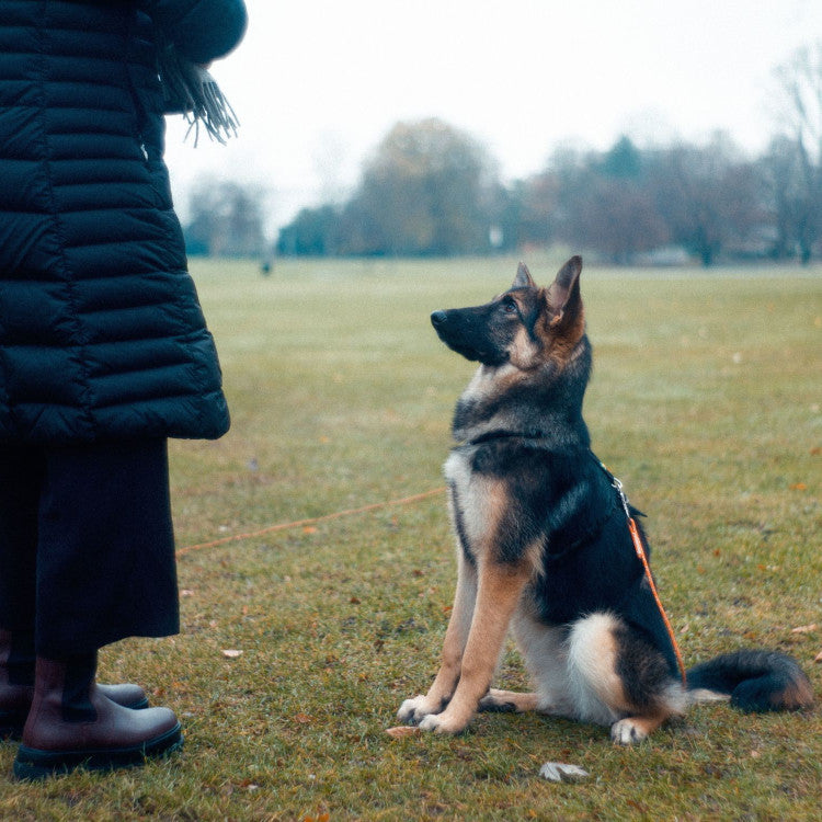 Engagement training for your puppy is a essential life skill