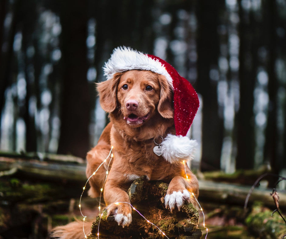 Festive Christmas with family and dogs, a few tips!