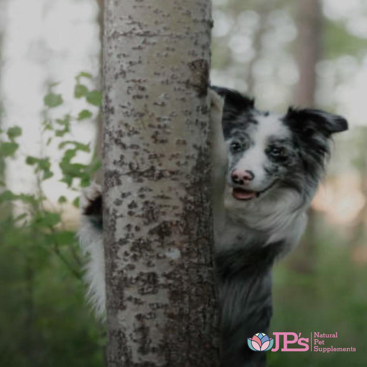 Help Fearful Adolescent Dog: Tips & Solutions