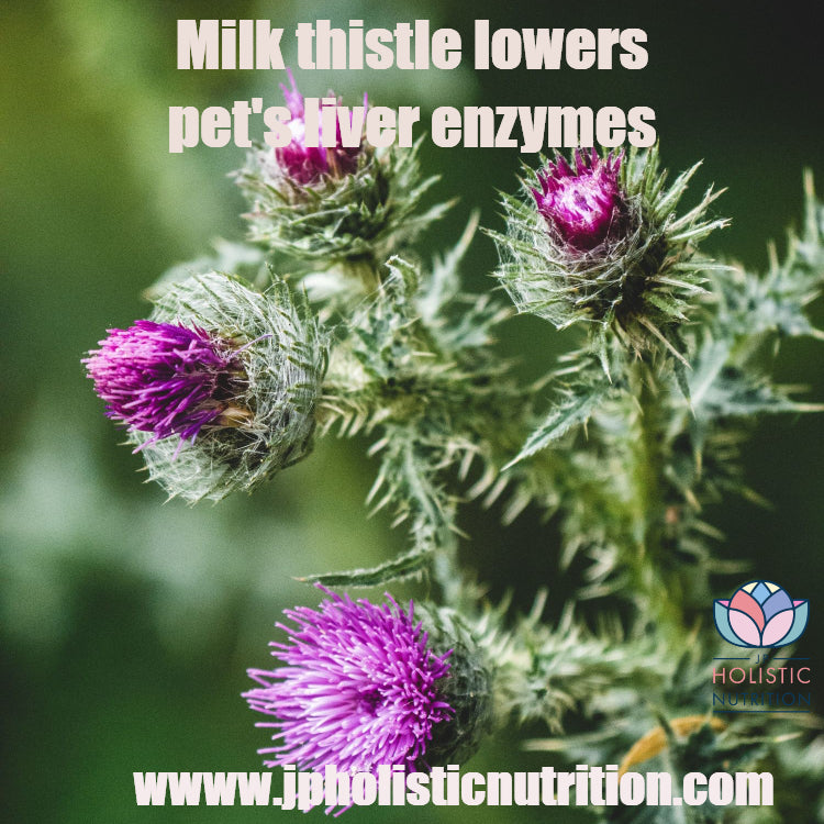 Lowering Your Pet's Liver Enzymes Using Milk Thistle JP's Natural