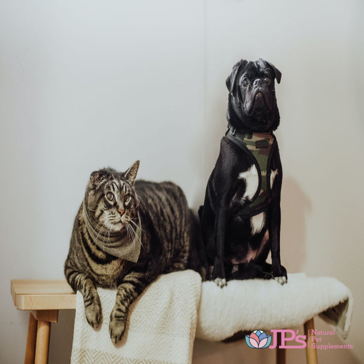 Natural Liver Support For Dogs And Cats