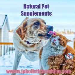 Adding Natural Pet Supplements: Benefits and Tips