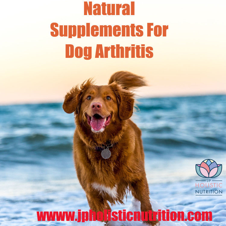 The Benefits of Natural Supplements for Canine Arthritis