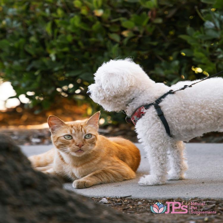 Natural Ways to Support Your Pet’s Digestive Health