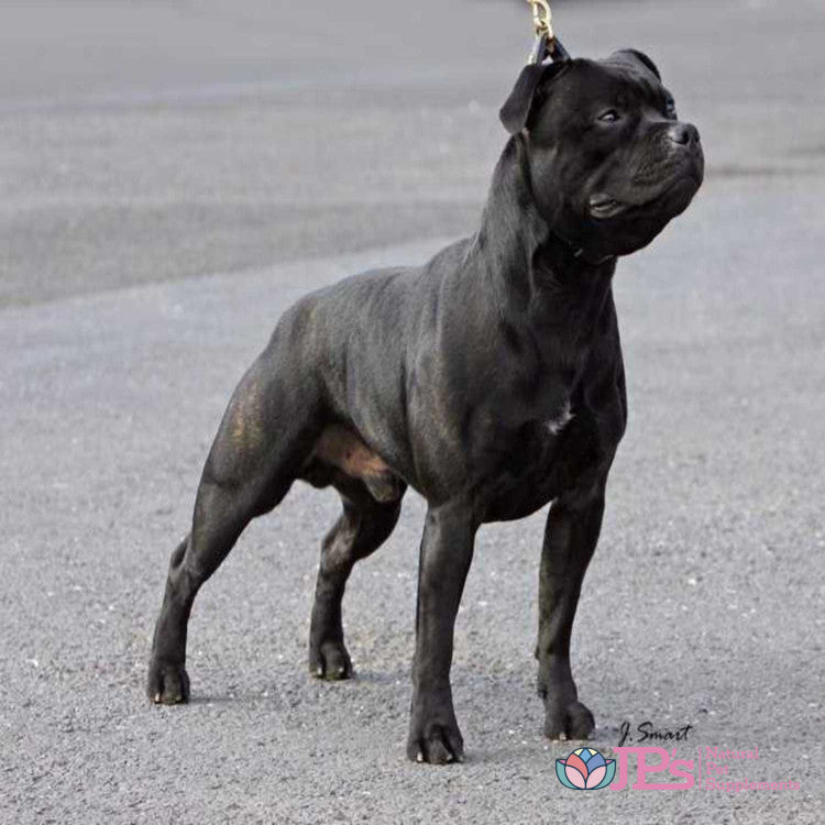 Pet Supplies Online UK With No Vet Prescription Fee: Natural Supplements