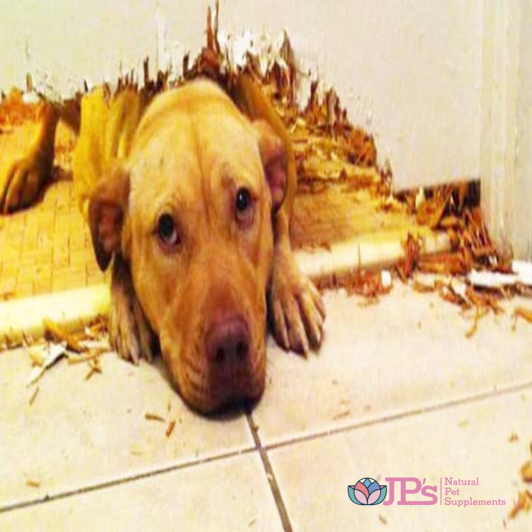 Separation Anxiety in Dogs