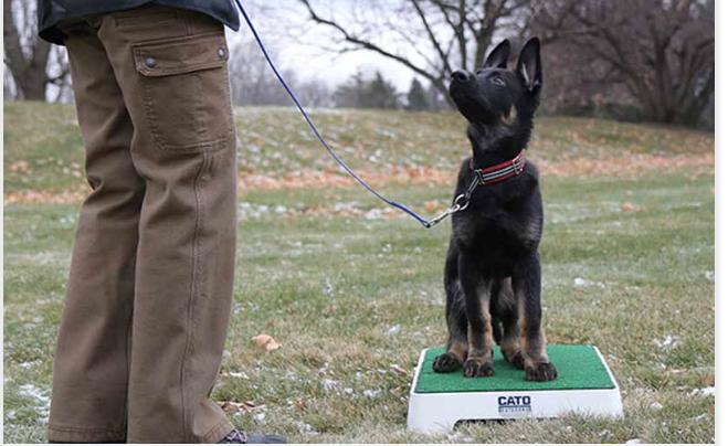 What Does Engagement Mean in Dog Training?