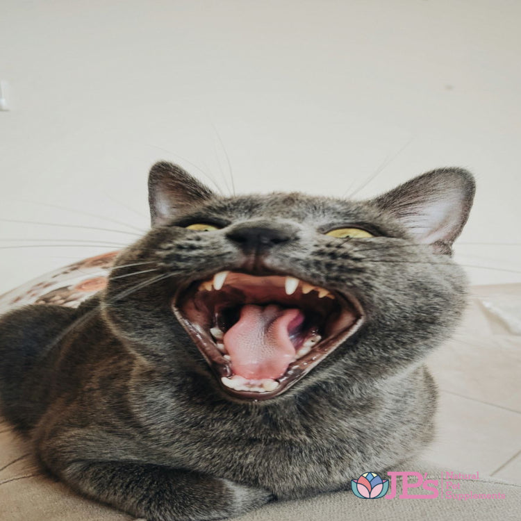 cat enzyme toothpaste