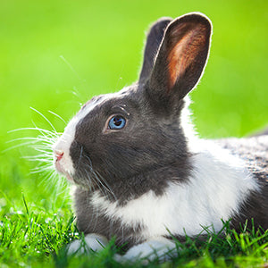 Natural supplements for rabbits.  JP Holistic Nutrition have formulated our own range of Vet approved natural supplements for rabbits. Keep your rabbits hopping with our rabbit range. Our holistic natural supplements will support their digestive system an